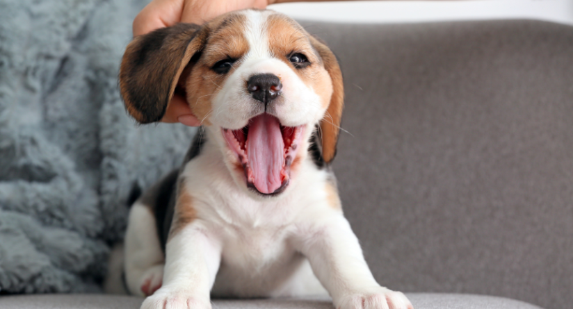 Tips on Puppy Proofing Your Home